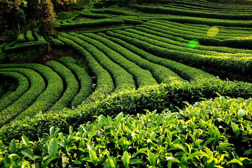 獨家訪談 筠連縣縣長劉朝平 推進筠連縣特色農(nóng)業(yè)向品質農(nóng)業(yè)發(fā)展